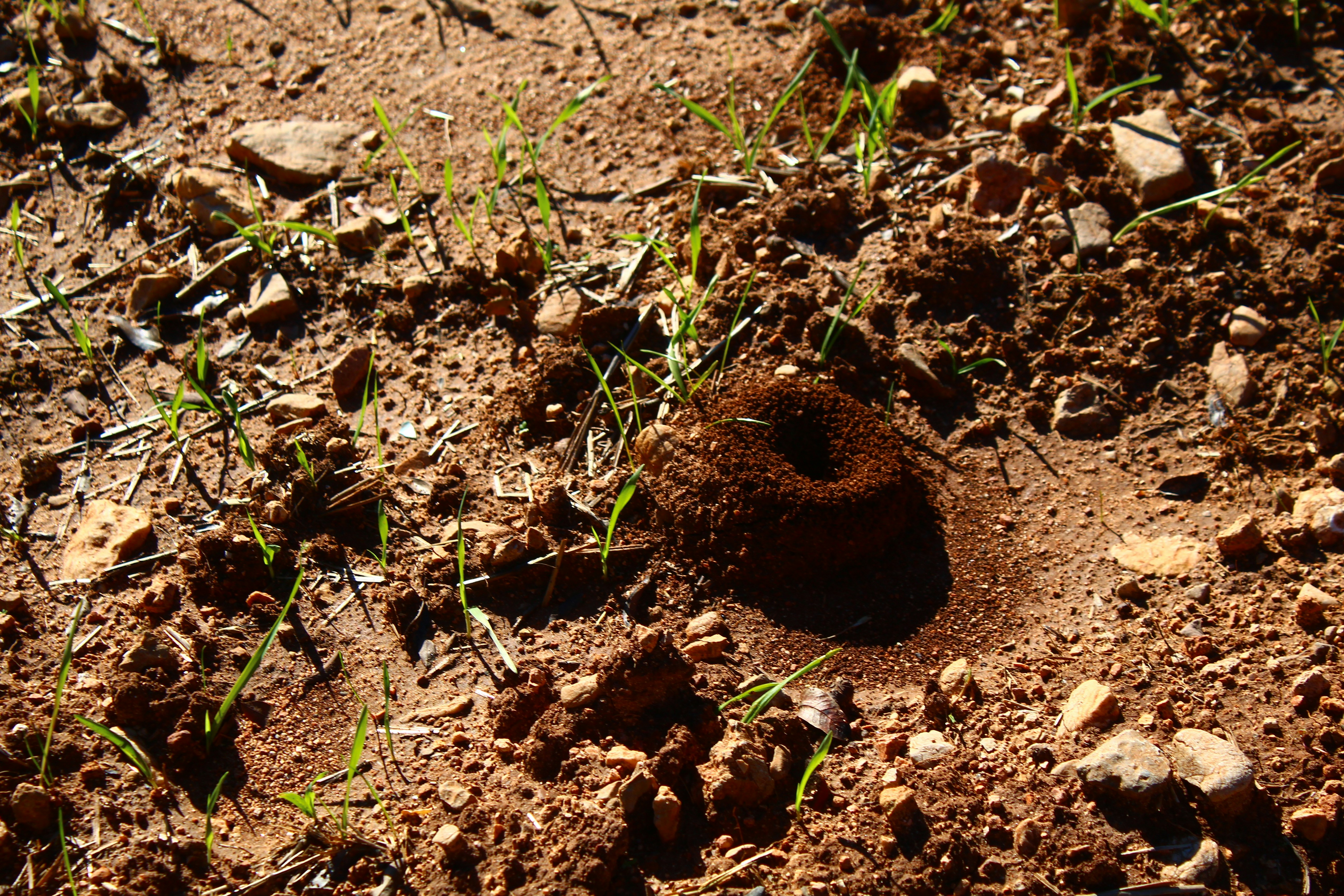 Fire ant mound in Tampa Bay yard requiring professional ant control