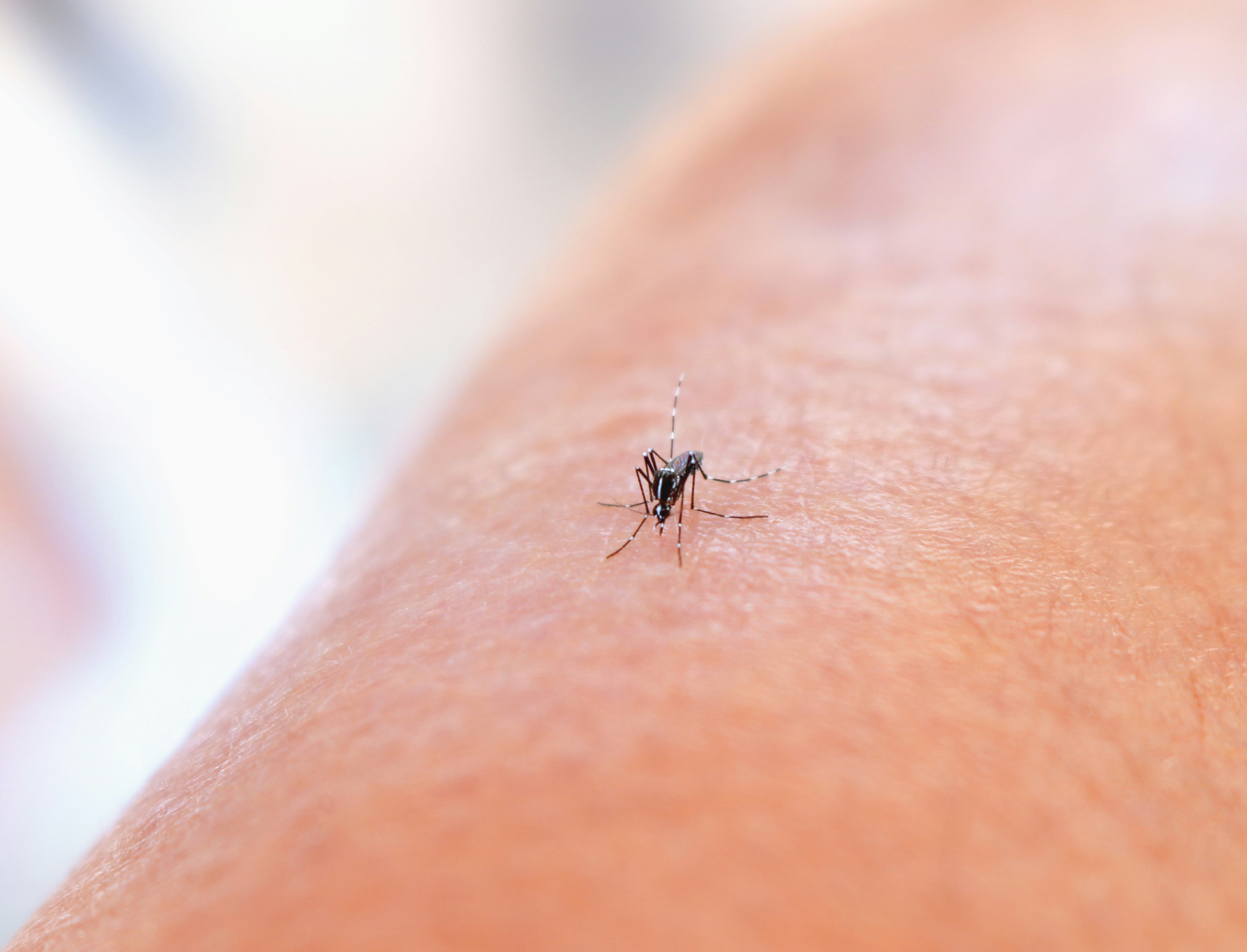 Close-up of a mosquito on a person's arm in Tampa Bay Florida