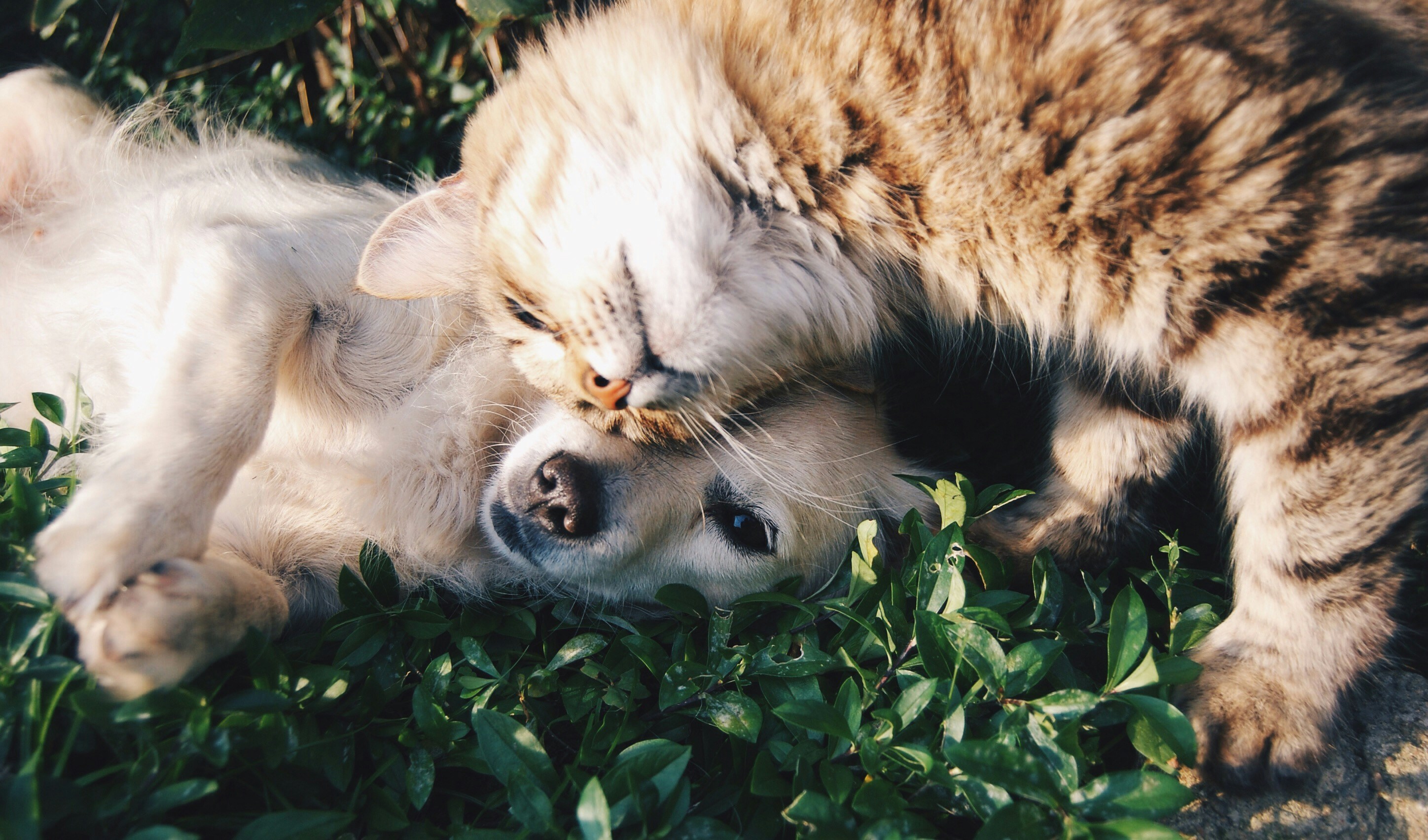 Dog and cat protected from fleas and ticks after StrikeForce treatment in Tampa Bay