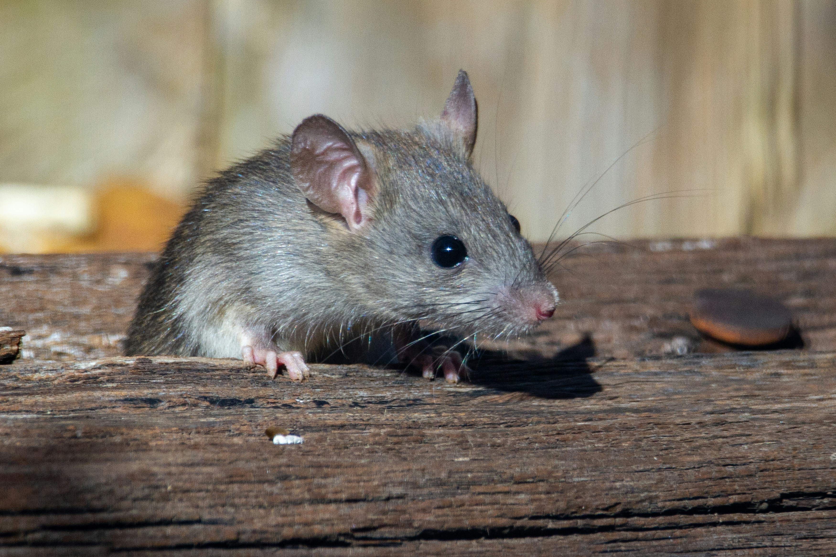 Rat on wood representing rodent infestation risk in Tampa Bay homes