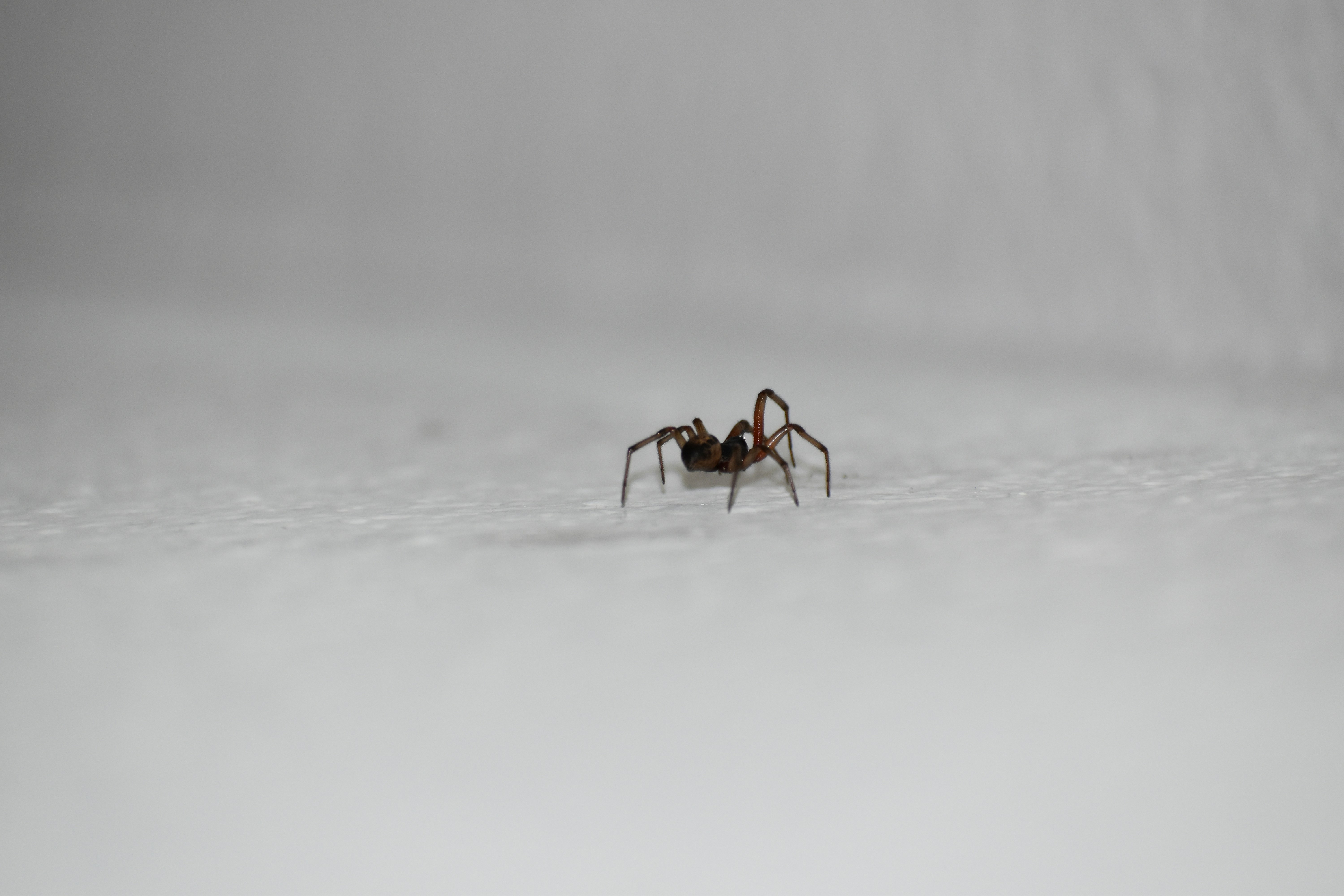 Spider found in Tampa Bay home requiring professional spider control