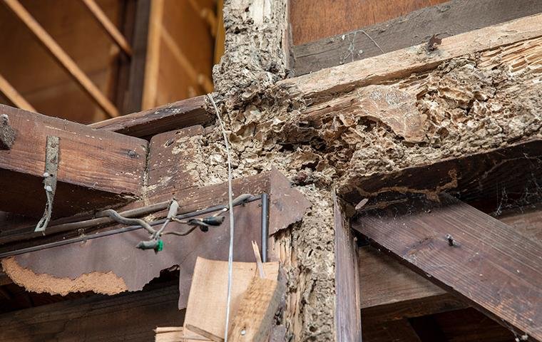 Severe termite structural damage to wooden beams inside a Tampa Bay home